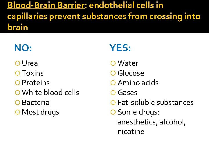 Blood-Brain Barrier: endothelial cells in capillaries prevent substances from crossing into brain NO: YES: