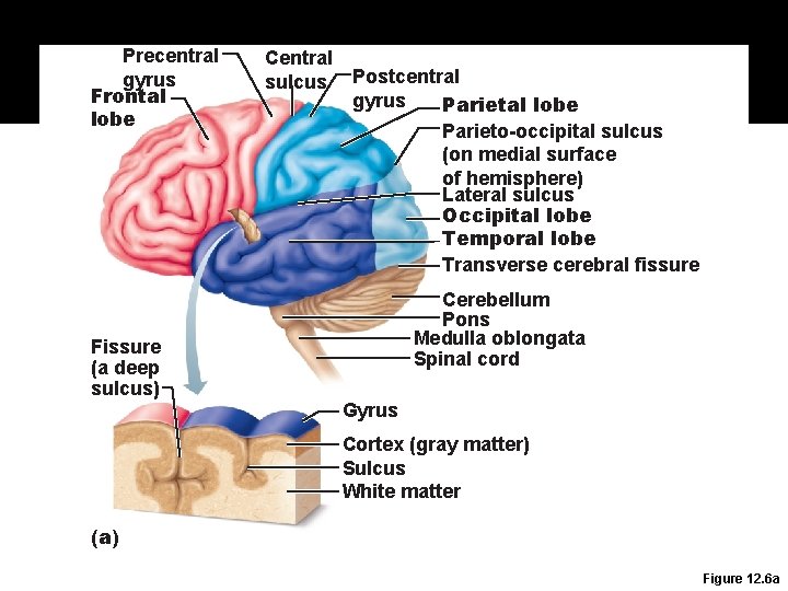 Precentral gyrus Frontal lobe Central sulcus Postcentral gyrus Parietal lobe Parieto-occipital sulcus (on medial