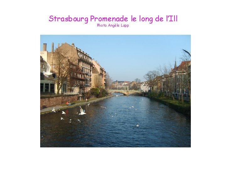 Strasbourg Promenade le long de l’Ill Photo Angèle Lapp 