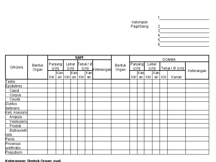 1 Kelompok Pagi/Siang SAPI ORGAN Testis Epididimis Caput Corpus Cauda Duktus deferens Kelj. Asesoris