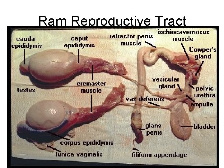 DOMBA Ram Reproductive Tract 