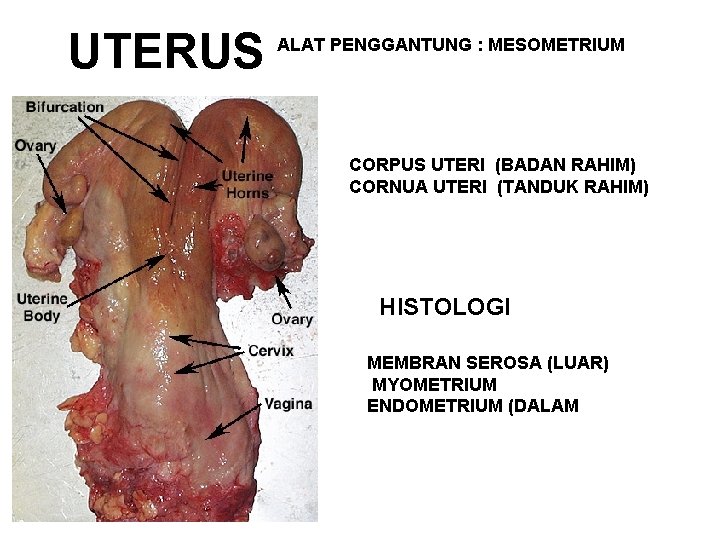 UTERUS ALAT PENGGANTUNG : MESOMETRIUM CORPUS UTERI (BADAN RAHIM) CORNUA UTERI (TANDUK RAHIM) HISTOLOGI