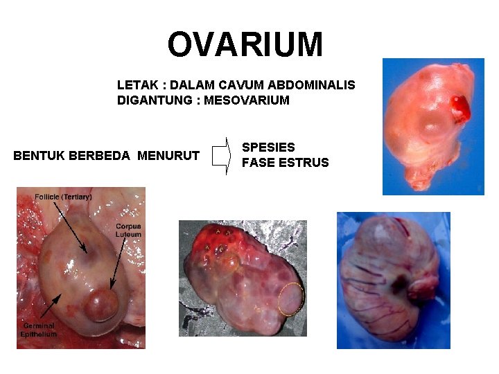 OVARIUM LETAK : DALAM CAVUM ABDOMINALIS DIGANTUNG : MESOVARIUM BENTUK BERBEDA MENURUT SPESIES FASE