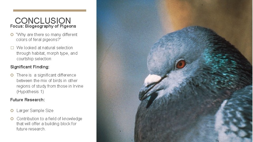 CONCLUSION Focus: Biogeography of Pigeons “Why are there so many different colors of feral