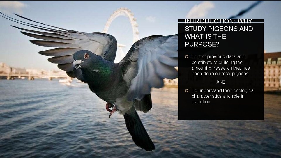 INTRODUCTION: WHY STUDY PIGEONS AND WHAT IS THE PURPOSE? To test previous data and