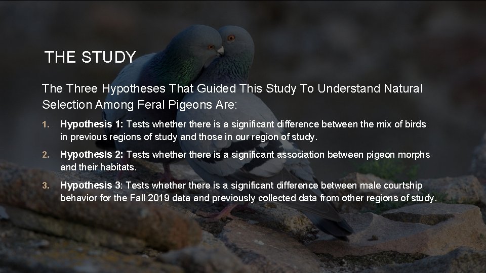 THE STUDY The Three Hypotheses That Guided This Study To Understand Natural Selection Among