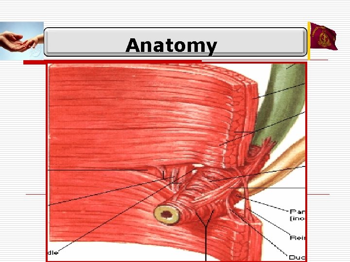 Anatomy 