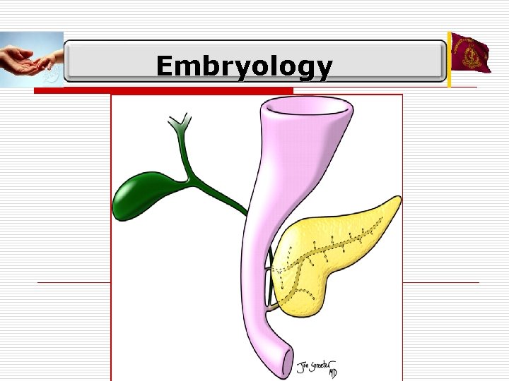 Embryology 