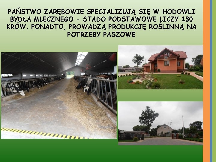 PAŃSTWO ZARĘBOWIE SPECJALIZUJĄ SIĘ W HODOWLI BYDŁA MLECZNEGO - STADO PODSTAWOWE LICZY 130 KRÓW.