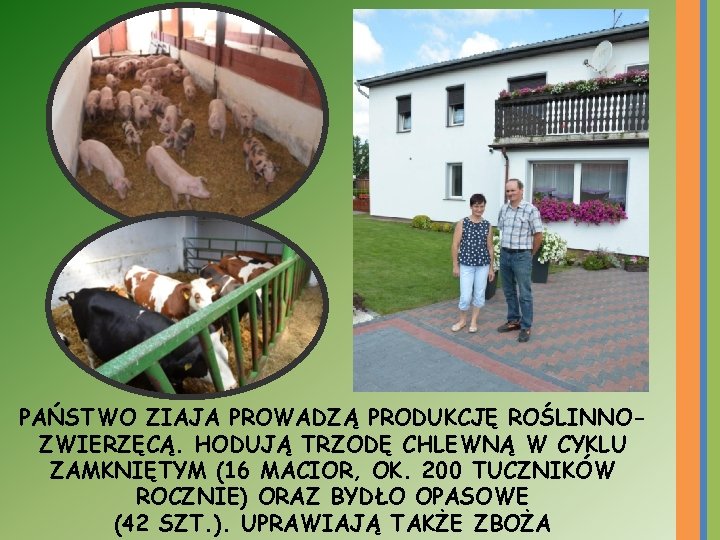 PAŃSTWO ZIAJA PROWADZĄ PRODUKCJĘ ROŚLINNOZWIERZĘCĄ. HODUJĄ TRZODĘ CHLEWNĄ W CYKLU ZAMKNIĘTYM (16 MACIOR, OK.