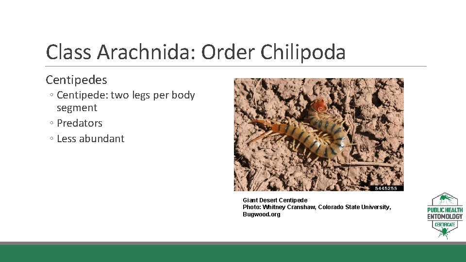 Class Arachnida: Order Chilipoda Centipedes ◦ Centipede: two legs per body segment ◦ Predators