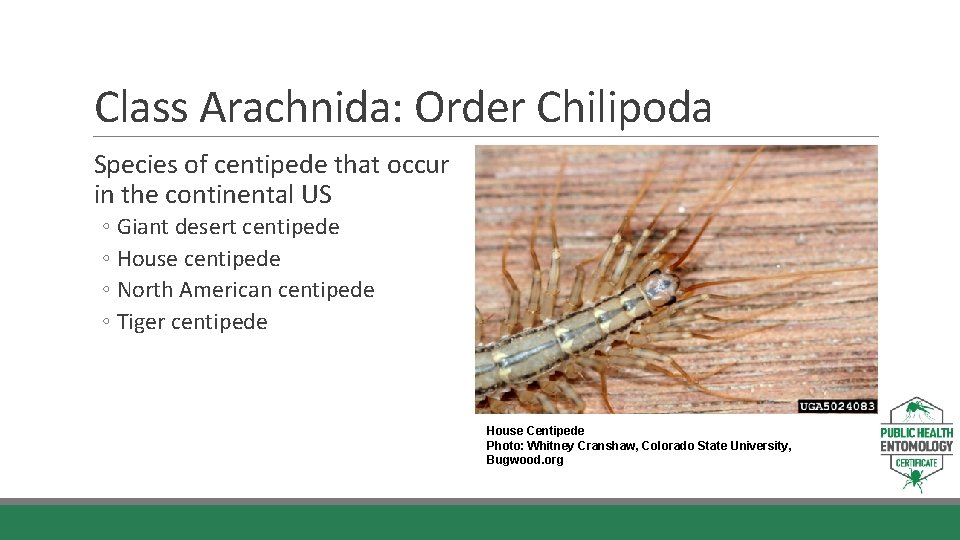 Class Arachnida: Order Chilipoda Species of centipede that occur in the continental US ◦