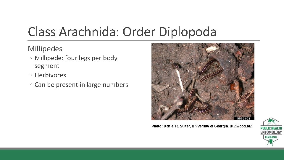 Class Arachnida: Order Diplopoda Millipedes ◦ Millipede: four legs per body segment ◦ Herbivores