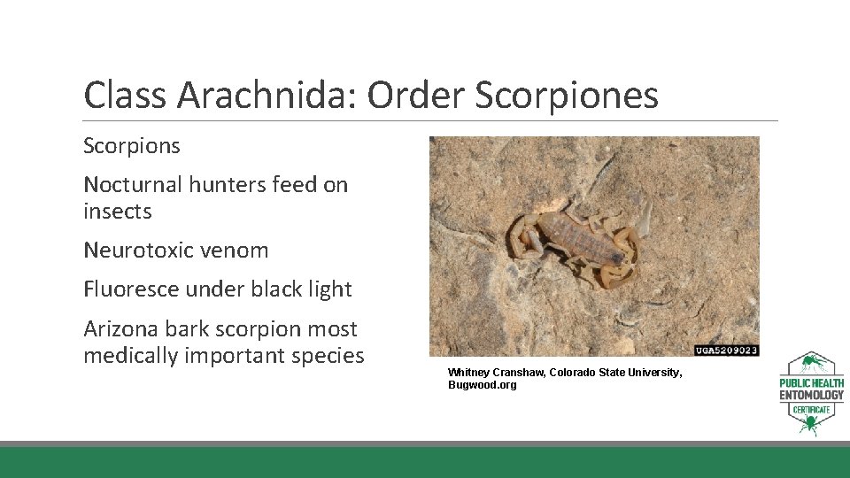 Class Arachnida: Order Scorpiones Scorpions Nocturnal hunters feed on insects Neurotoxic venom Fluoresce under