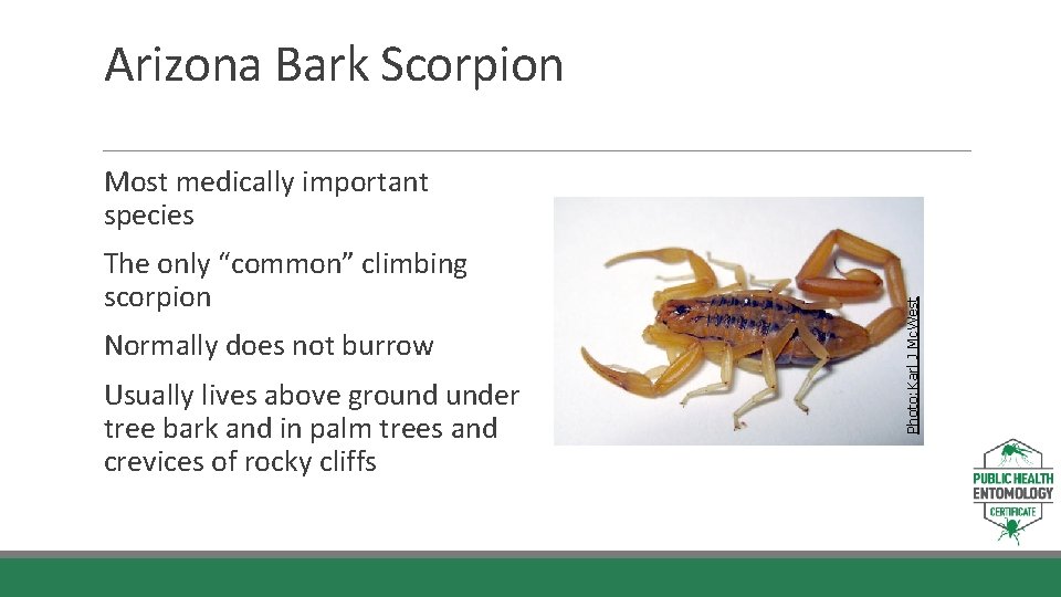 Arizona Bark Scorpion Normally does not burrow Usually lives above ground under tree bark