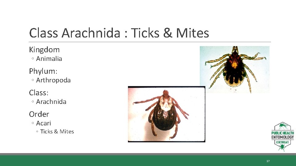 Class Arachnida : Ticks & Mites Kingdom ◦ Animalia Phylum: ◦ Arthropoda Class: ◦