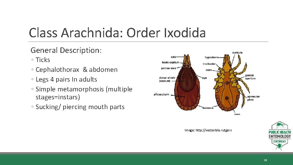 Class Arachnida: Order Ixodida General Description: ◦ Ticks ◦ Cephalothorax & abdomen ◦ Legs