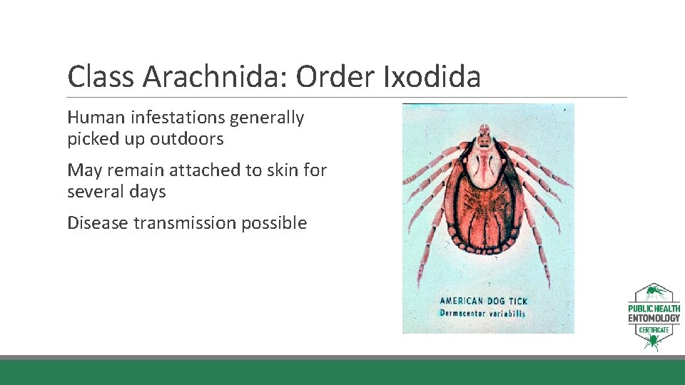 Class Arachnida: Order Ixodida Human infestations generally picked up outdoors May remain attached to
