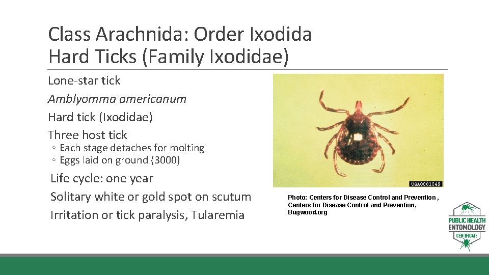 Class Arachnida: Order Ixodida Hard Ticks (Family Ixodidae) Lone-star tick Amblyomma americanum Hard tick