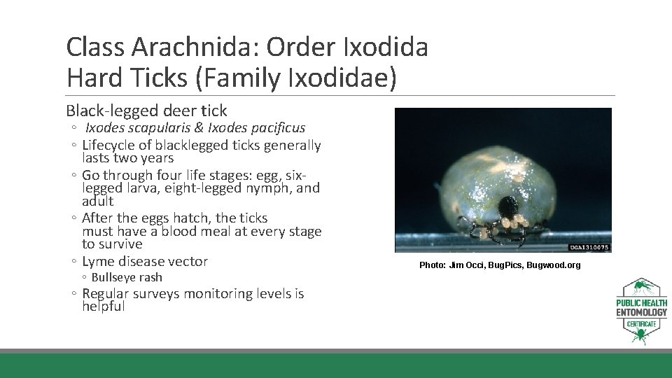 Class Arachnida: Order Ixodida Hard Ticks (Family Ixodidae) Black-legged deer tick ◦ Ixodes scapularis