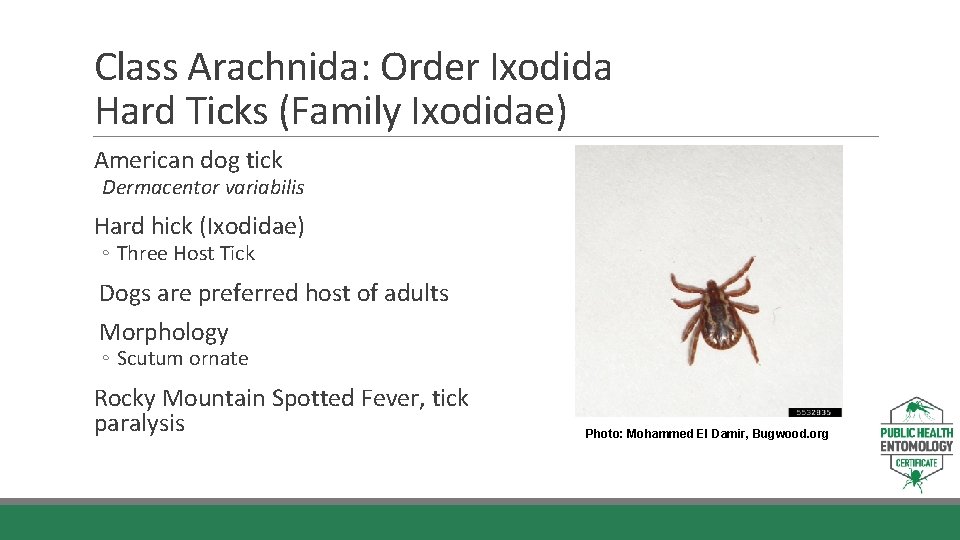 Class Arachnida: Order Ixodida Hard Ticks (Family Ixodidae) American dog tick Dermacentor variabilis Hard