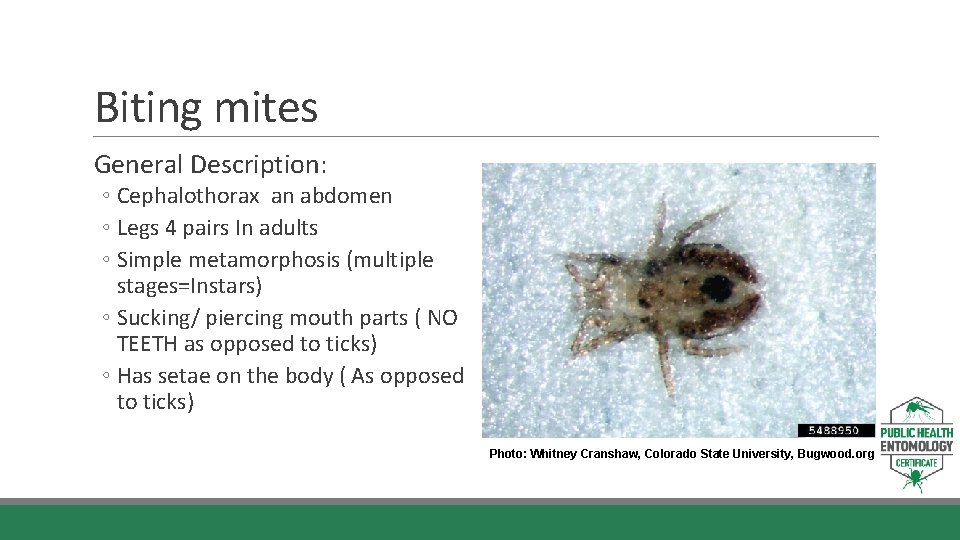 Biting mites General Description: ◦ Cephalothorax an abdomen ◦ Legs 4 pairs In adults