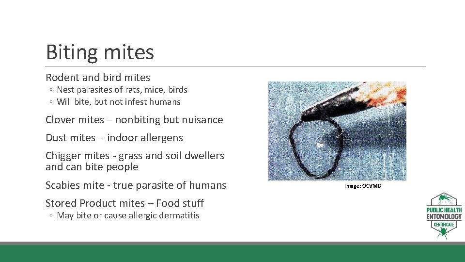 Biting mites Rodent and bird mites ◦ Nest parasites of rats, mice, birds ◦