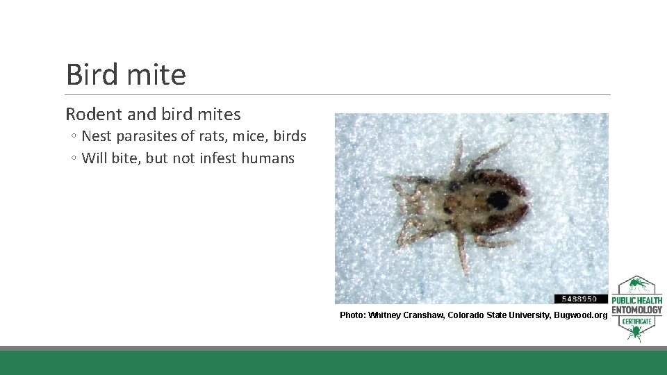 Bird mite Rodent and bird mites ◦ Nest parasites of rats, mice, birds ◦