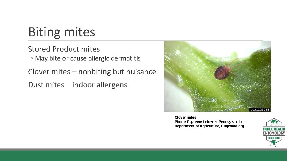 Biting mites Stored Product mites ◦ May bite or cause allergic dermatitis Clover mites