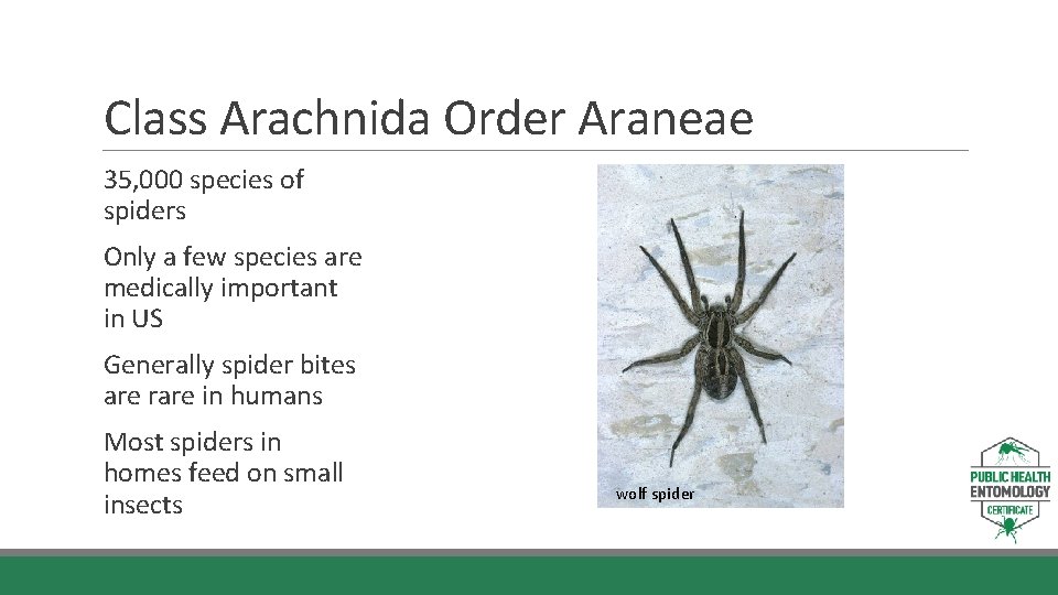 Class Arachnida Order Araneae 35, 000 species of spiders Only a few species are