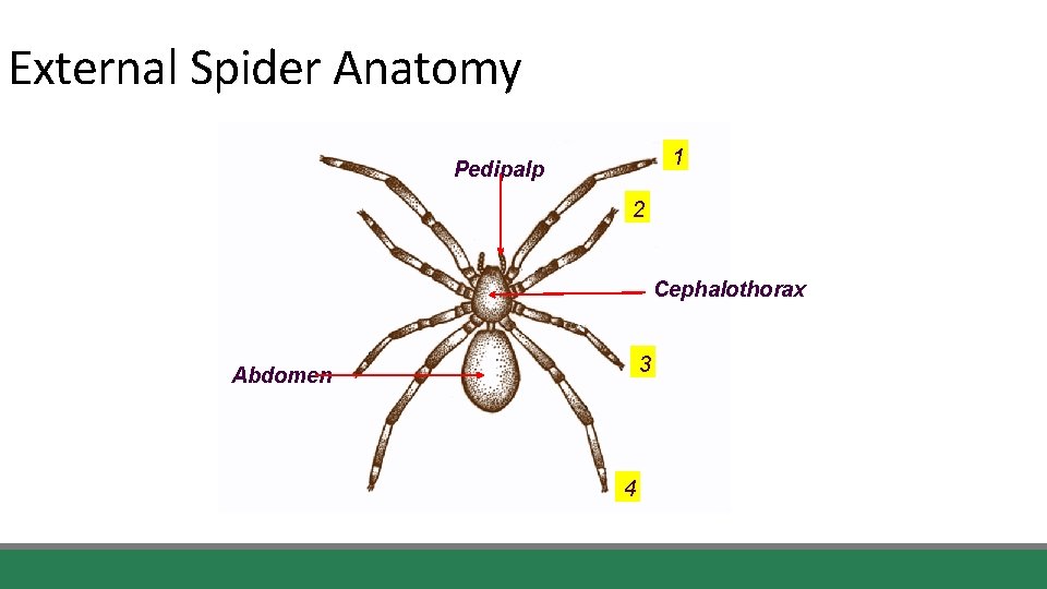 External Spider Anatomy 1 Pedipalp 2 Cephalothorax 3 Abdomen 4 