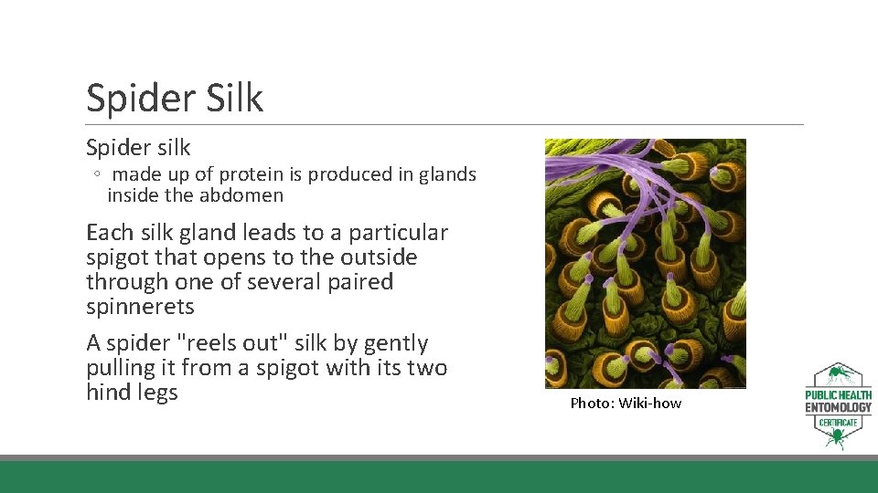 Spider Silk Spider silk ◦ made up of protein is produced in glands inside