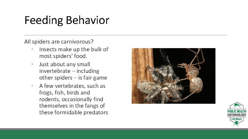 Feeding Behavior All spiders are carnivorous? ◦ Insects make up the bulk of most