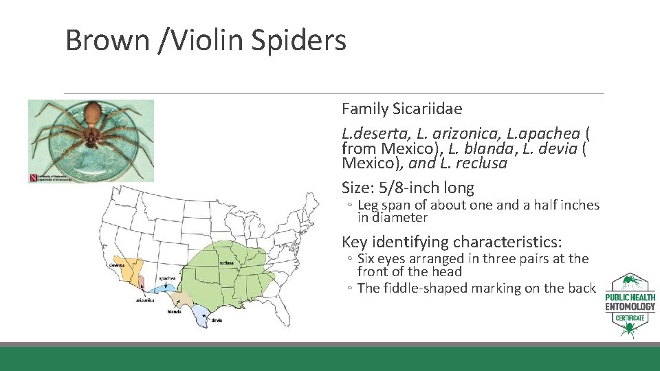 Brown /Violin Spiders Family Sicariidae L. deserta, L. arizonica, L. apachea ( from Mexico),