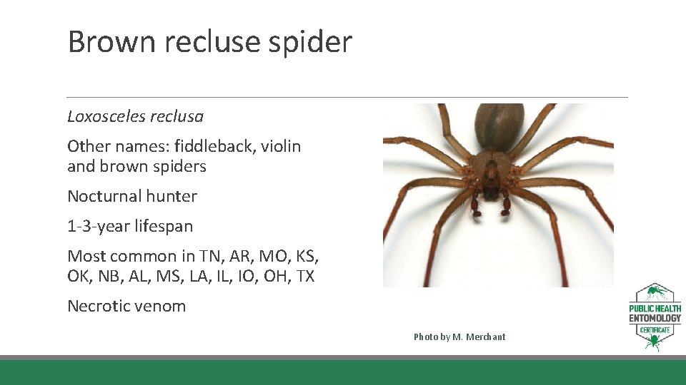 Brown recluse spider Loxosceles reclusa Other names: fiddleback, violin and brown spiders Nocturnal hunter
