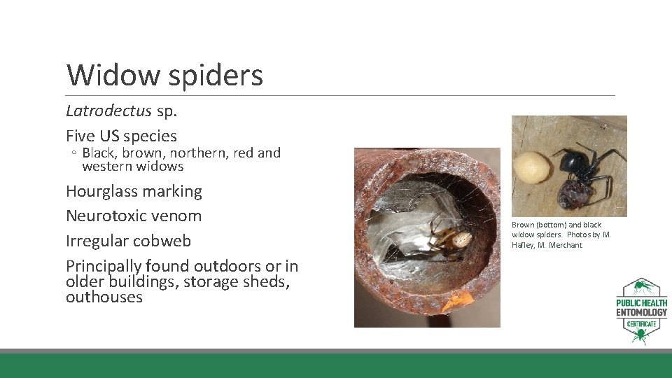 Widow spiders Latrodectus sp. Five US species ◦ Black, brown, northern, red and western