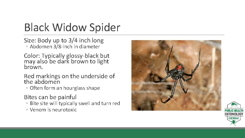 Black Widow Spider Size: Body up to 3/4 inch long ◦ Abdomen 3/8 -inch