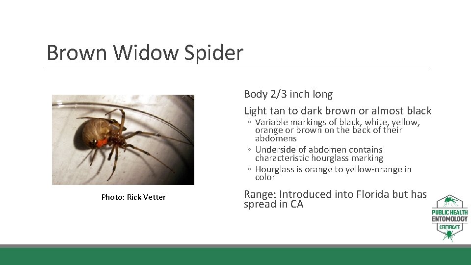 Brown Widow Spider Body 2/3 inch long Light tan to dark brown or almost