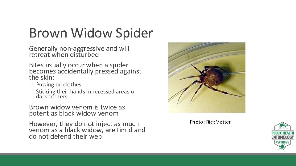 Brown Widow Spider Generally non-aggressive and will retreat when disturbed Bites usually occur when