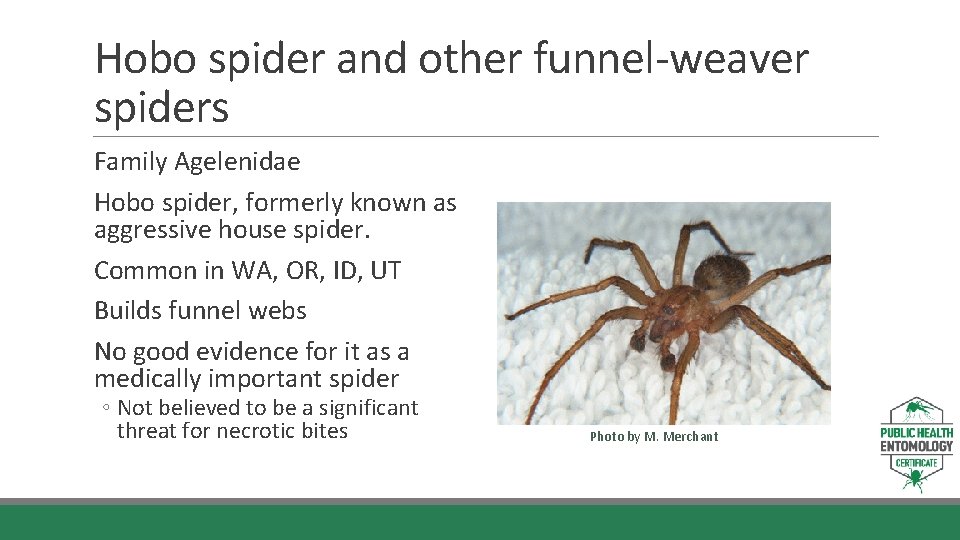 Hobo spider and other funnel-weaver spiders Family Agelenidae Hobo spider, formerly known as aggressive