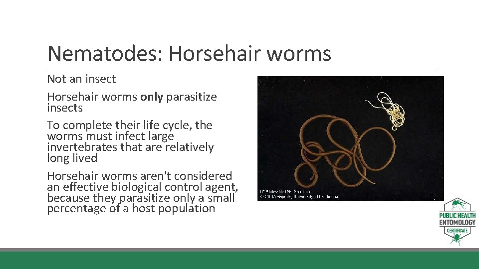 Nematodes: Horsehair worms Not an insect Horsehair worms only parasitize insects To complete their