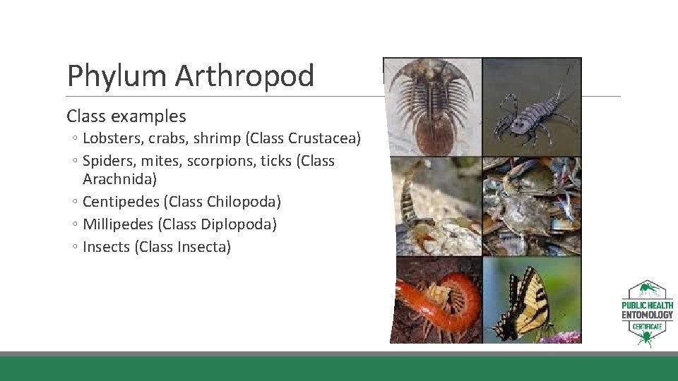 Phylum Arthropod Class examples ◦ Lobsters, crabs, shrimp (Class Crustacea) ◦ Spiders, mites, scorpions,