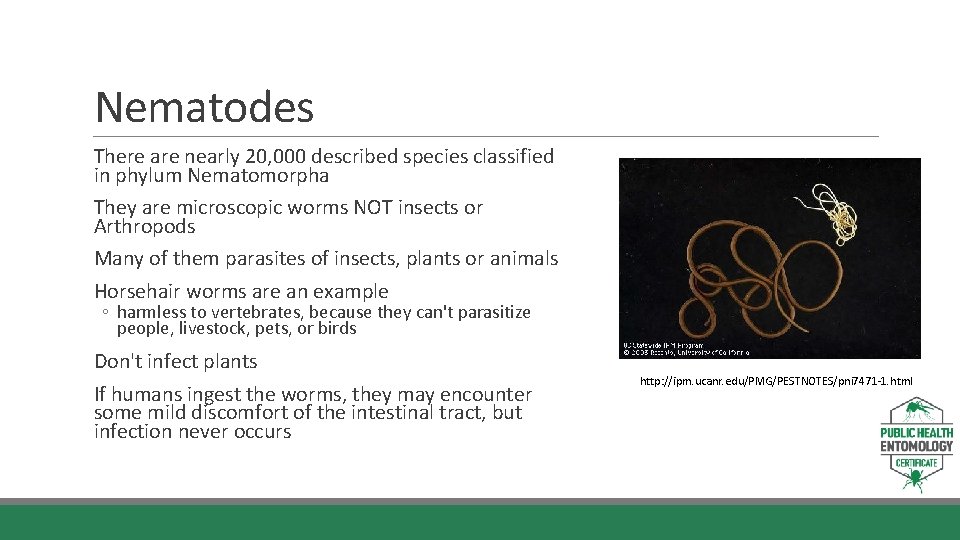 Nematodes There are nearly 20, 000 described species classified in phylum Nematomorpha They are