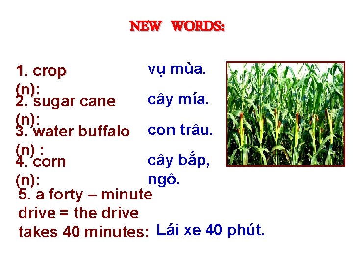 NEW WORDS: vụ mùa. 1. crop (n): cây mía. 2. sugar cane (n): 3.