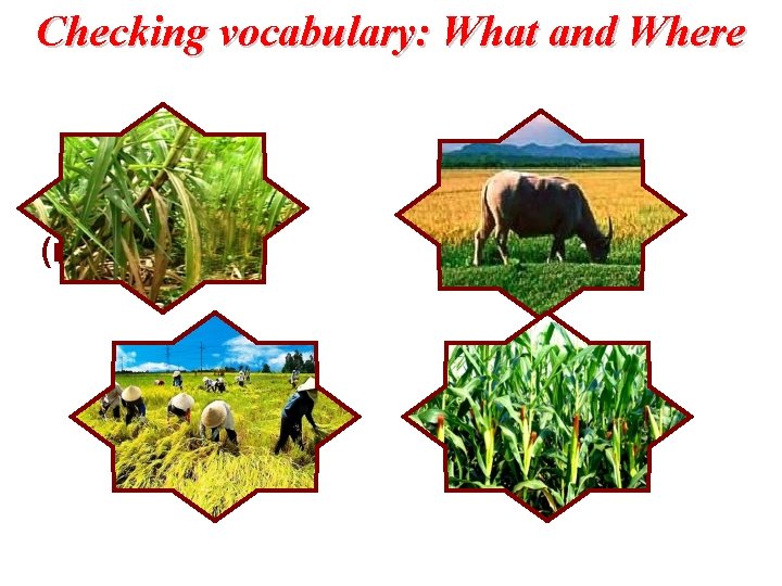 Checking vocabulary: What and Where sugar cane (n) crop (n) water buffalo (n) corn