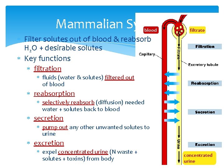 Mammalian System blood filtrate Filter solutes out of blood & reabsorb H 2 O