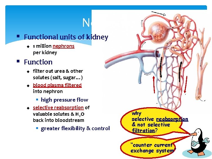 Nephron § Functional units of kidney u 1 million nephrons per kidney § Function