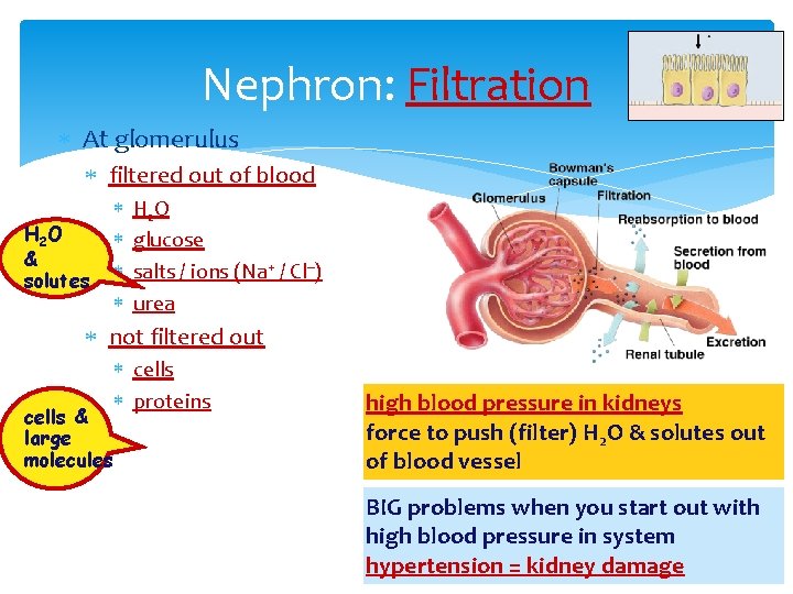 Nephron: Filtration At glomerulus filtered out of blood H 2 O & solutes H