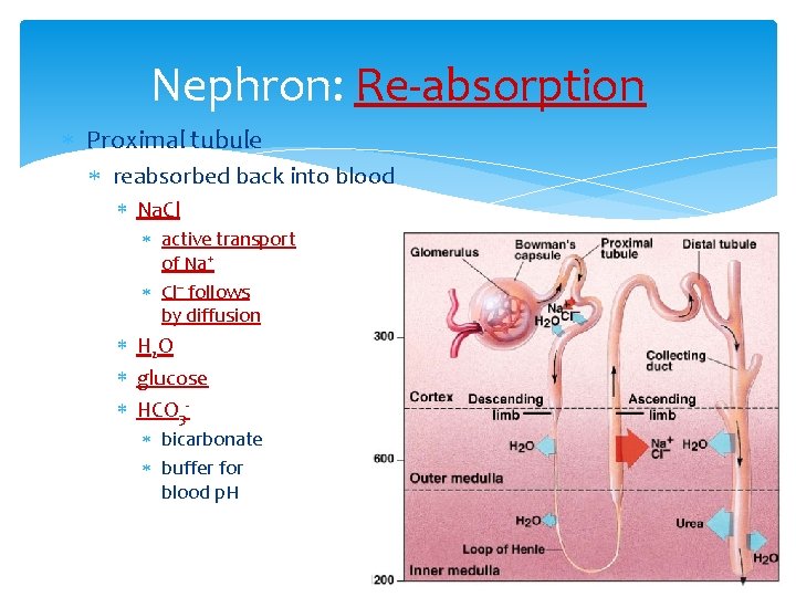 Nephron: Re-absorption Proximal tubule reabsorbed back into blood Na. Cl active transport of Na+