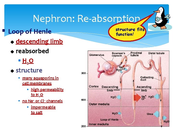 Nephron: Re-absorption § Loop of Henle descending limb u reabsorbed § H 2 O